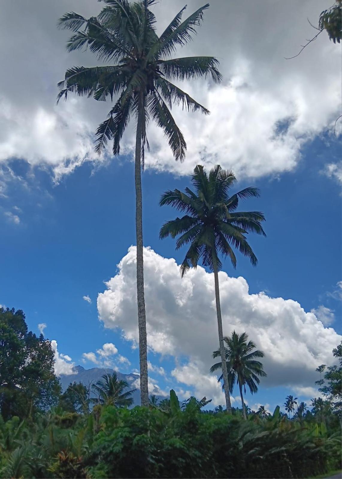 Wisma tamu Ellenbrook 17 By Mulia Seminyak (Bali)